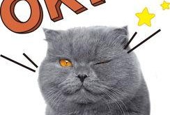 娱乐吃瓜君猫咪老师